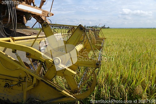 Image of Harvesting ripe rice on paddy field 