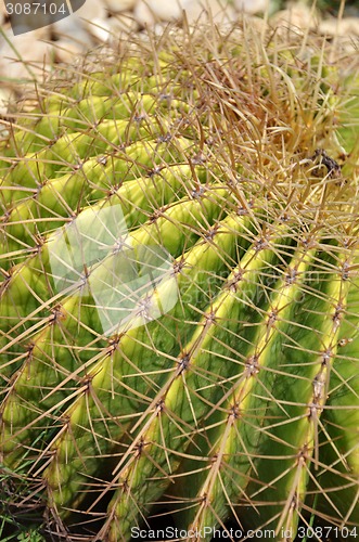 Image of Cactus is a plant that needs very little water