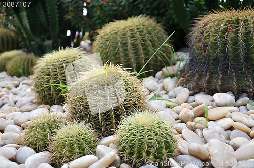 Image of Globe shape cactus