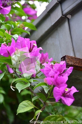 Image of Bougainvillea