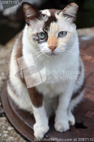 Image of Cute striped street cat