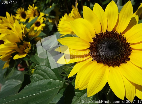 Image of Sunflowers in the field