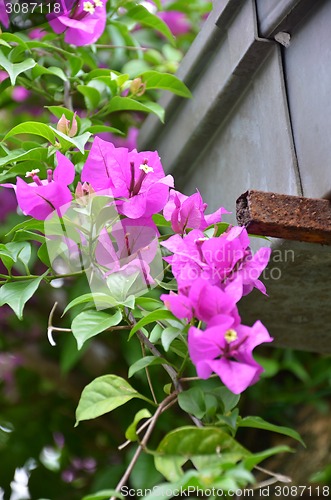 Image of Bougainvillea