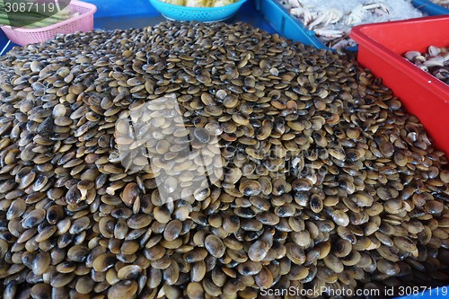 Image of Live clams