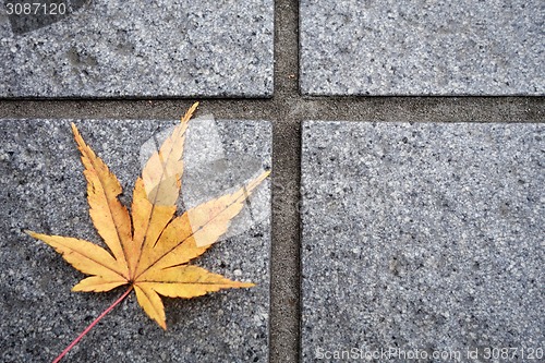 Image of Beautiful autumn leaf