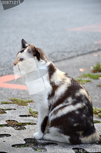 Image of Cute striped street cat