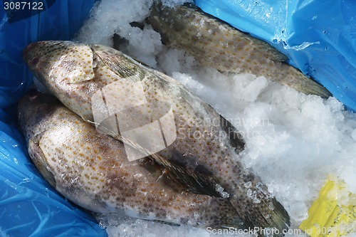 Image of Fresh Grouper fish on ice