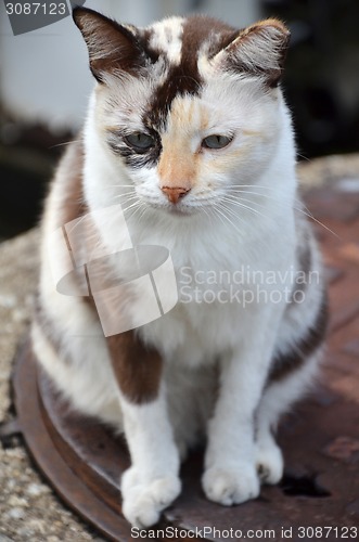Image of Cute striped street cat