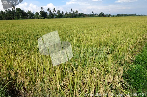 Image of Paddy field with ripe paddy under the blue sky