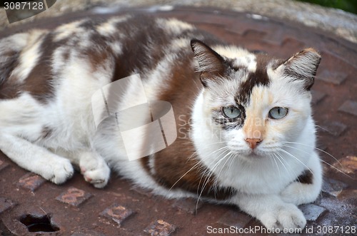 Image of Cute striped street cat