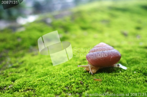 Image of Snail on forest moss