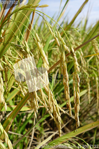 Image of Close up of ripe rice in the paddy