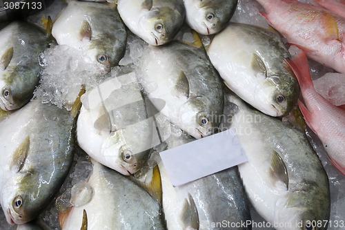 Image of Pomfret fishes cover with ice on sell 