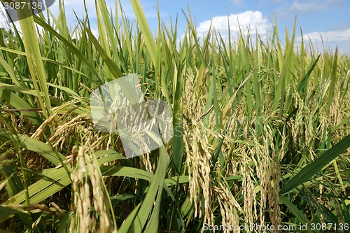 Image of The ripe paddy field is ready for harvest