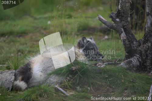 Image of arctic fox