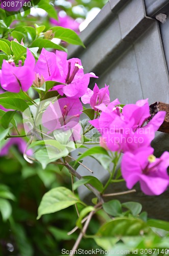Image of Bougainvillea