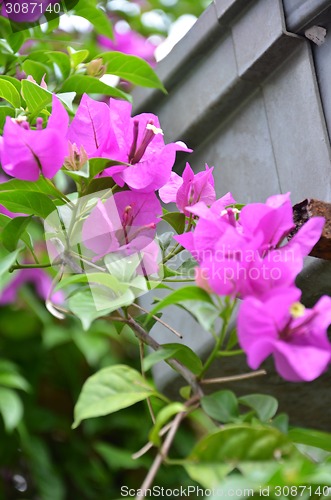 Image of Bougainvillea