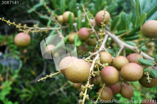 Image of Longan orchards