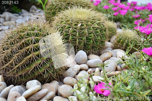 Image of Globe shape cactus