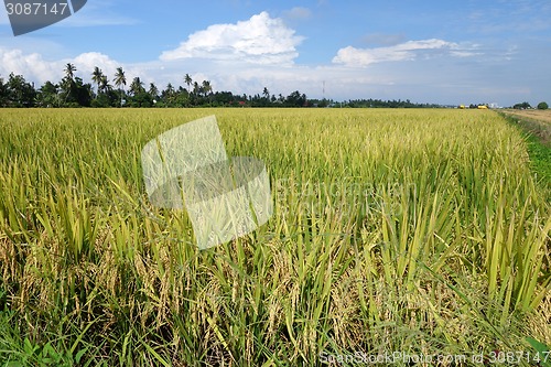 Image of Paddy field with ripe paddy under the blue sky