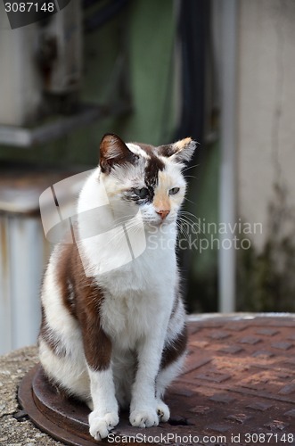 Image of Cute striped street cat