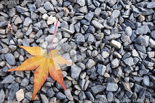 Image of Beautiful autumn leaf 