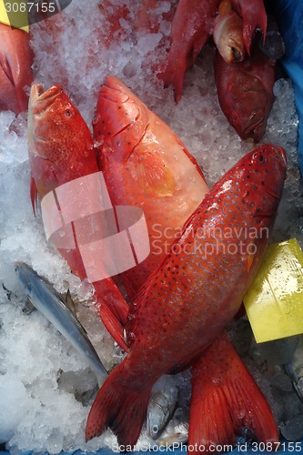 Image of Star grouper fish