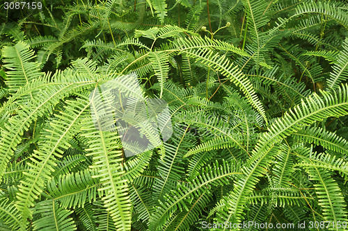 Image of Shrubs fern