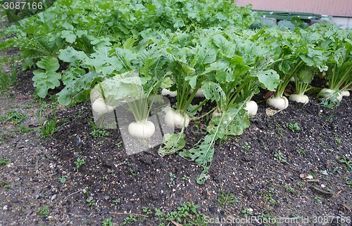 Image of Organic radish