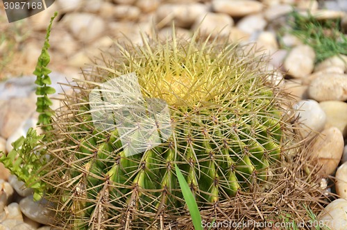 Image of Cactus is a plant that needs very little water
