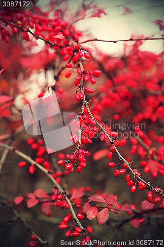 Image of Ripe berries of barberry