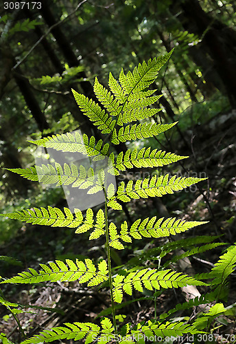 Image of Branch of fern in summer forest