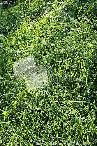 Image of Green grass and sunlight