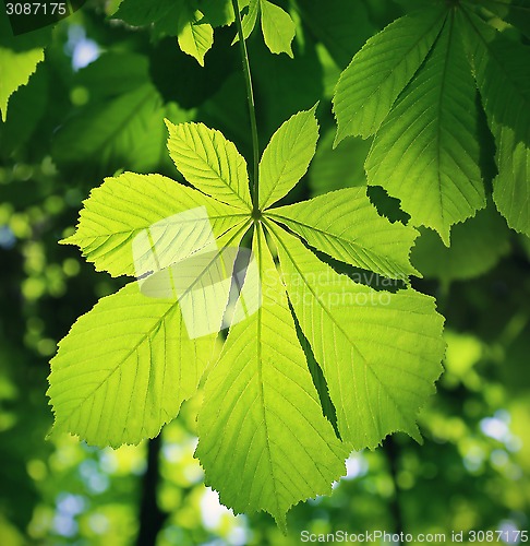 Image of Chestnut leaf 