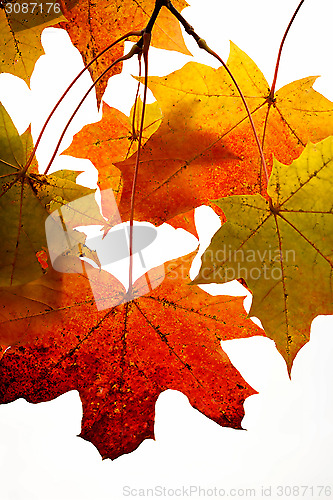 Image of Branch of bright maple