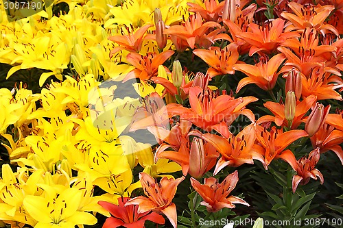 Image of Natural background with colorful lilies