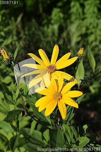 Image of Jerusalem artichoke flowers