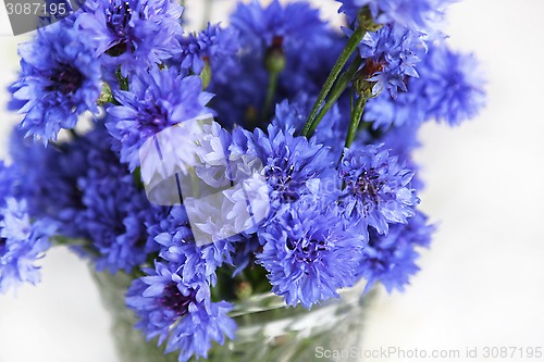 Image of Blue cornflowers