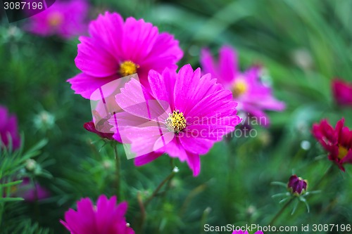 Image of Nature background with pink Cosmos flowers