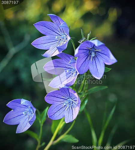 Image of Balloon flowers