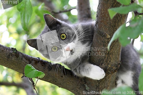 Image of Cat with green eyes 