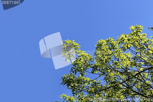 Image of Branch of a green tree in the blue sky