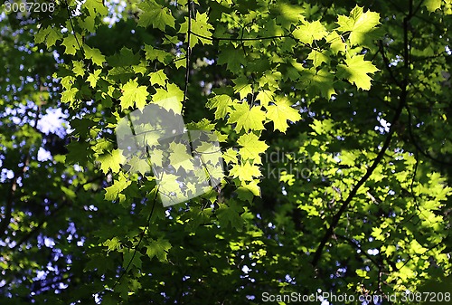 Image of Green branches of maple 