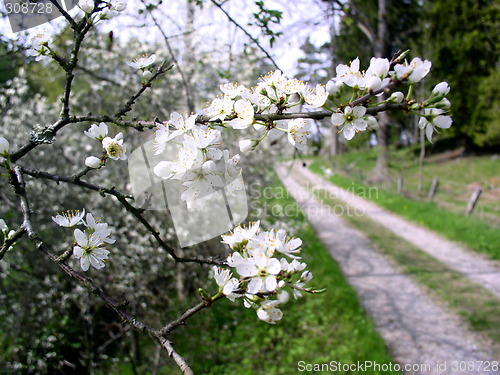 Image of Spring