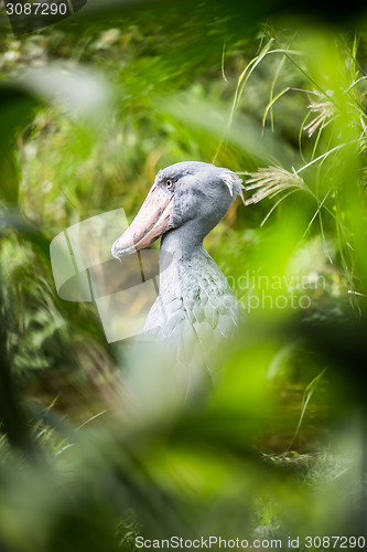 Image of Shoebill (Balaeniceps rex)