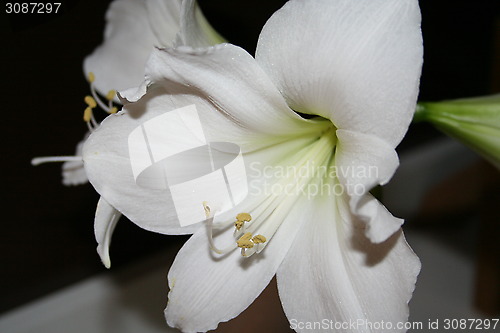 Image of Amaryllis