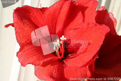 Image of Amaryllis Hippeastrum