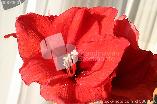 Image of Amaryllis Hippeastrum