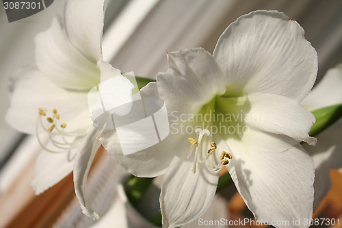 Image of Amaryllis