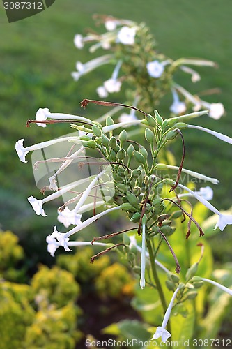 Image of Fragrant tobacco flowers